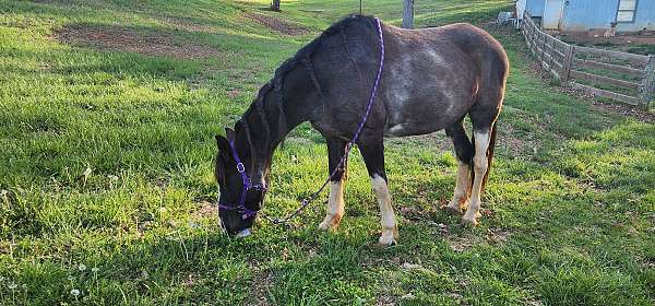 friesian-horse-for-sale