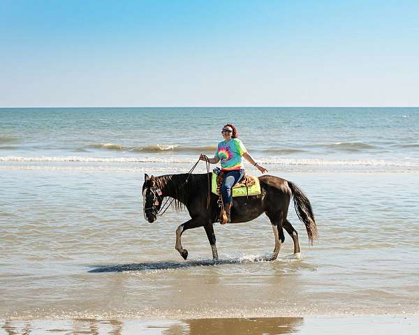 friesian-horse