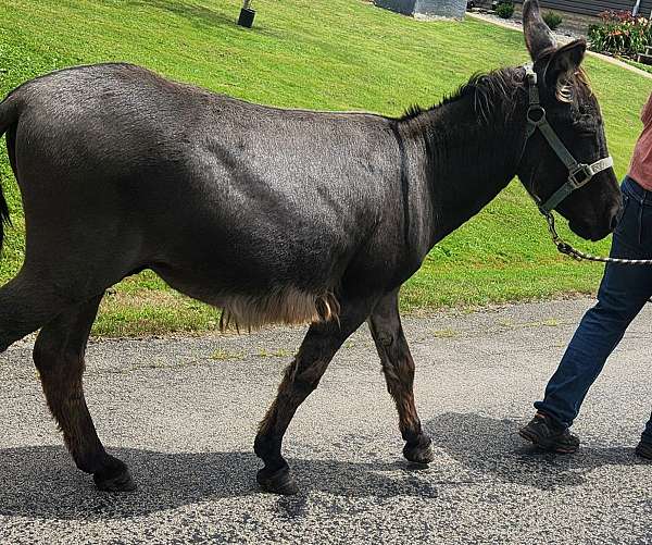 brown-cross-on-back-horse