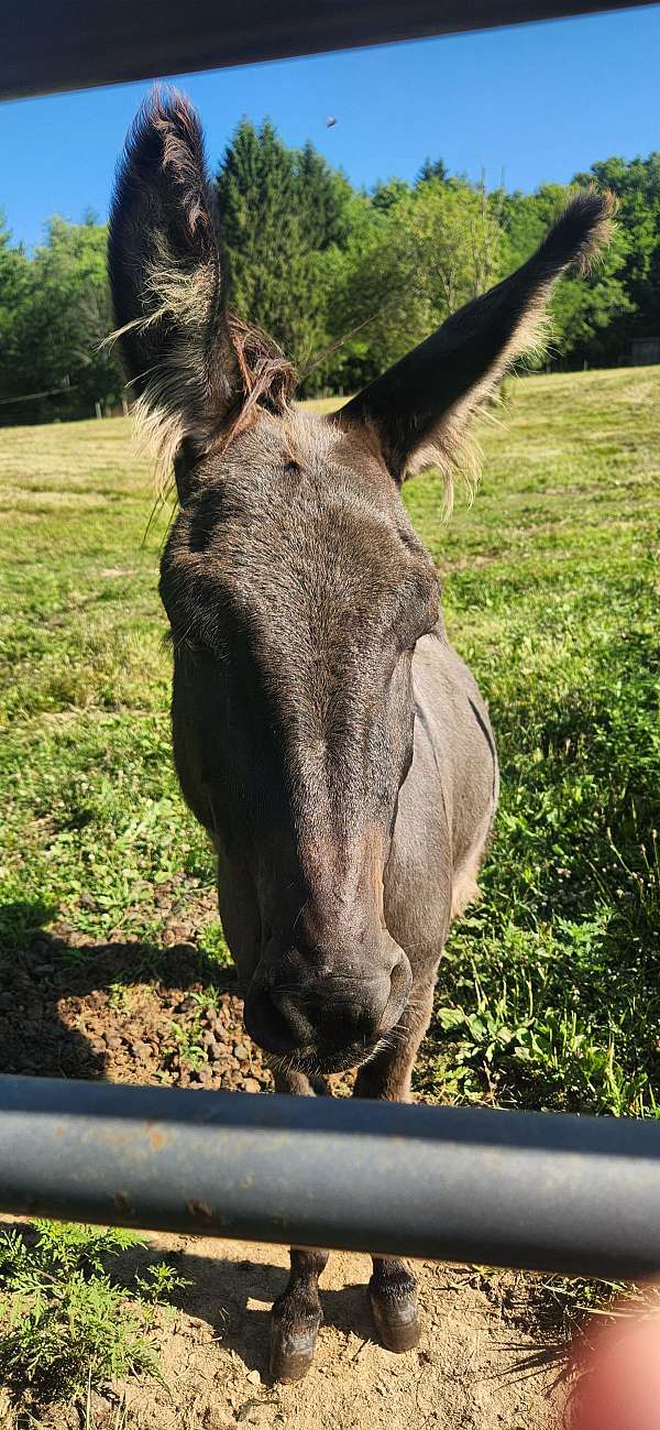 all-around-donkey