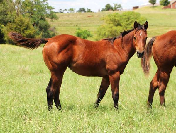 hits-filly