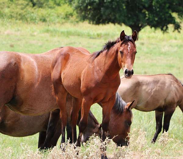 hpi-filly
