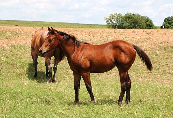 make-one-filly
