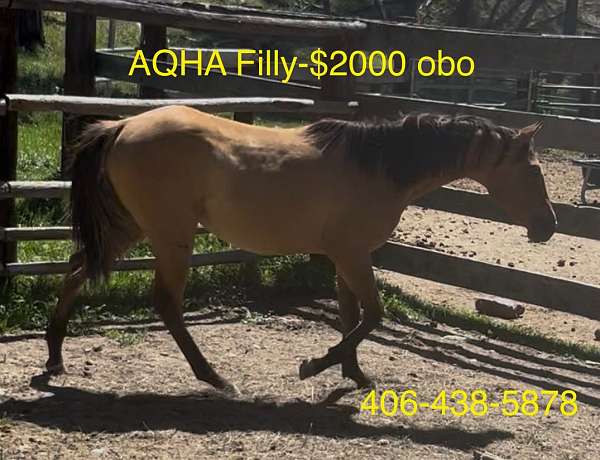 dunskin-white-flashy-horse