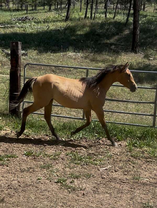 dunskin-white-project-horse