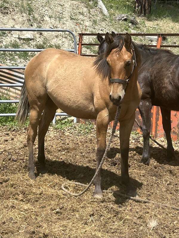 dunskin-white-school-horse