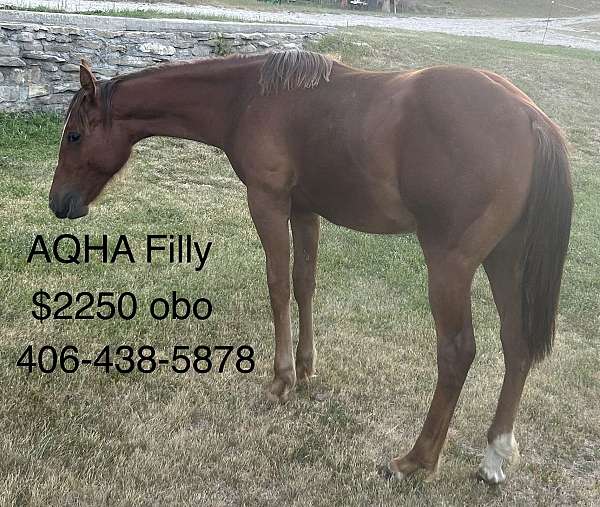 school-filly-foal