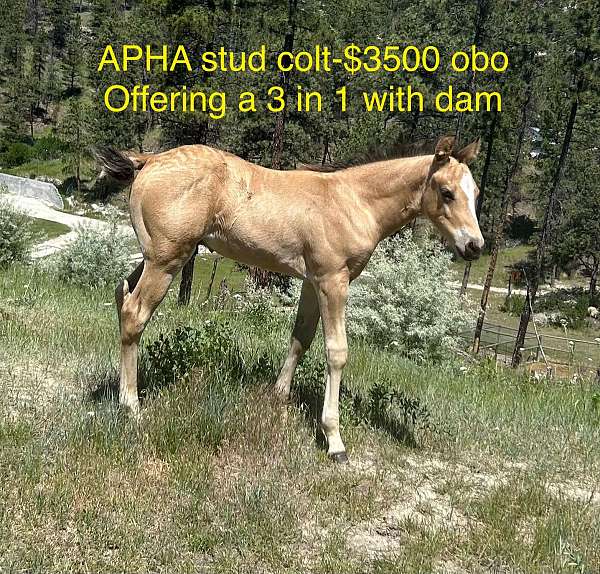 buckskin-apha-aqha-colt-mare