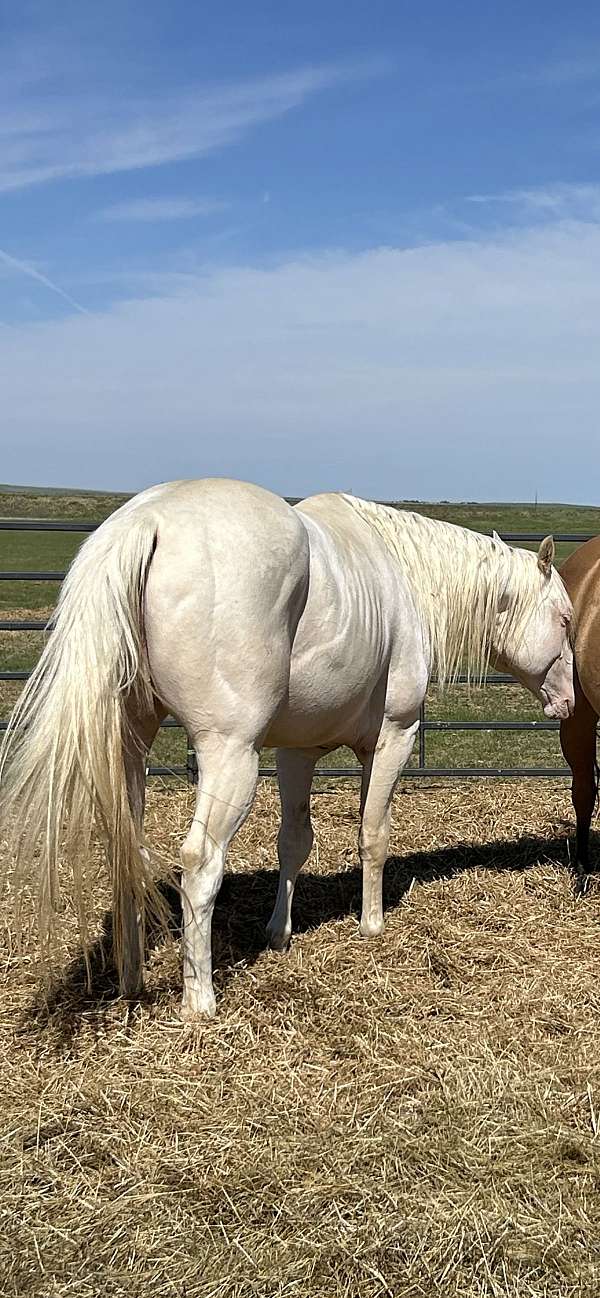cremello-apha-aqha-colt-mare