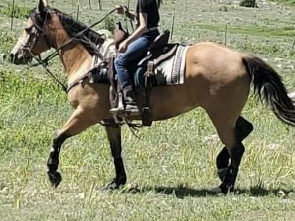 overo-apha-aqha-horse
