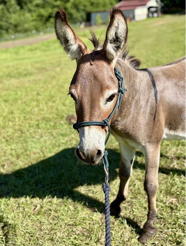 companion-donkey