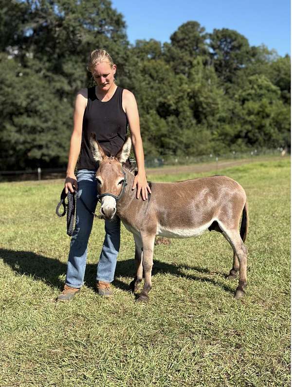 breeding-donkey