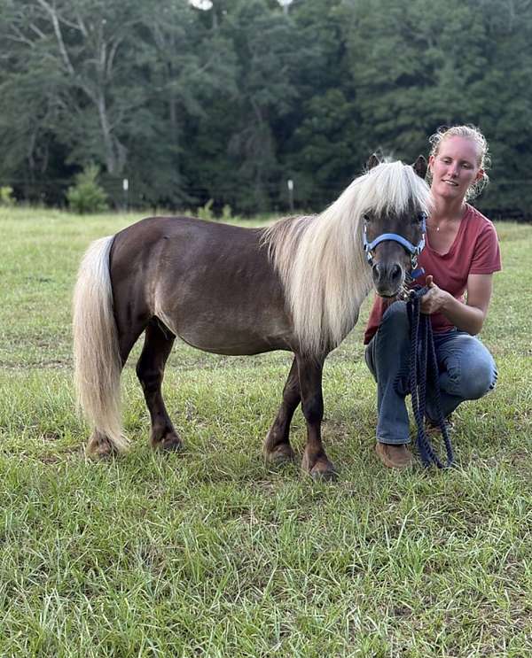 companion-miniature-pony