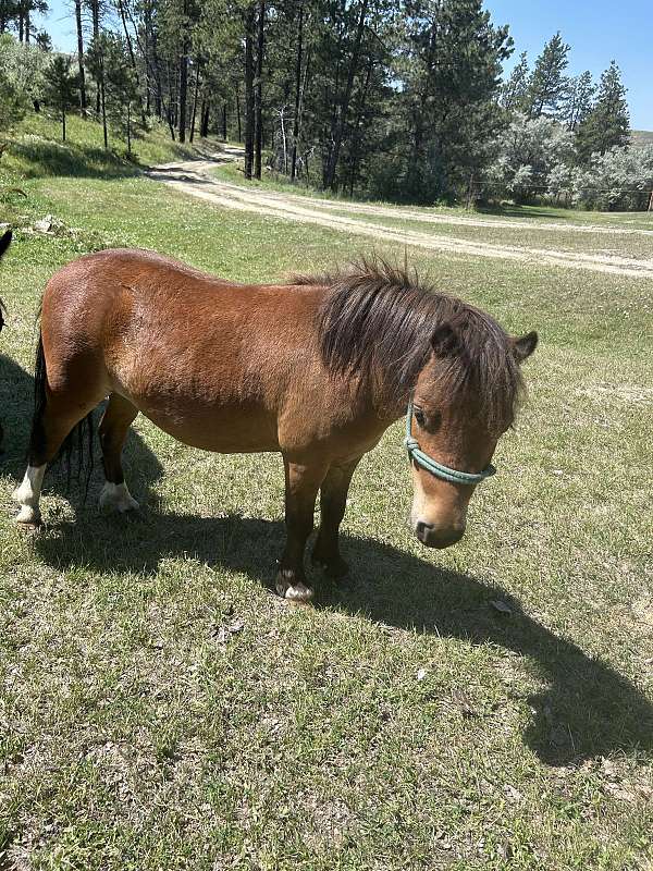 miniature-gelding
