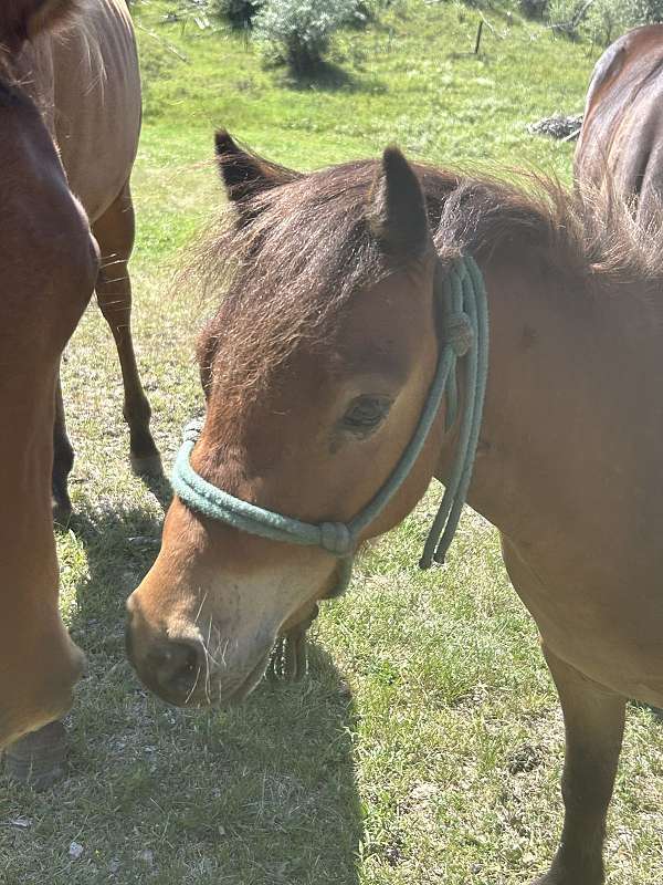 miniature-horse-for-sale