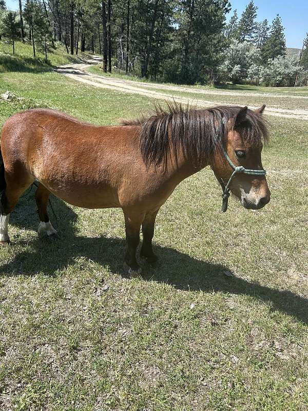 miniature-horse