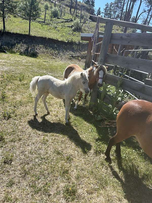 miniature-filly