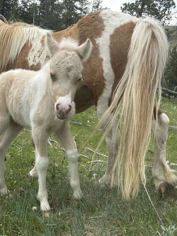 miniature-horse-for-sale