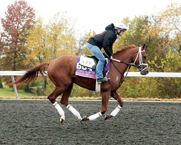 available-thoroughbred-horse