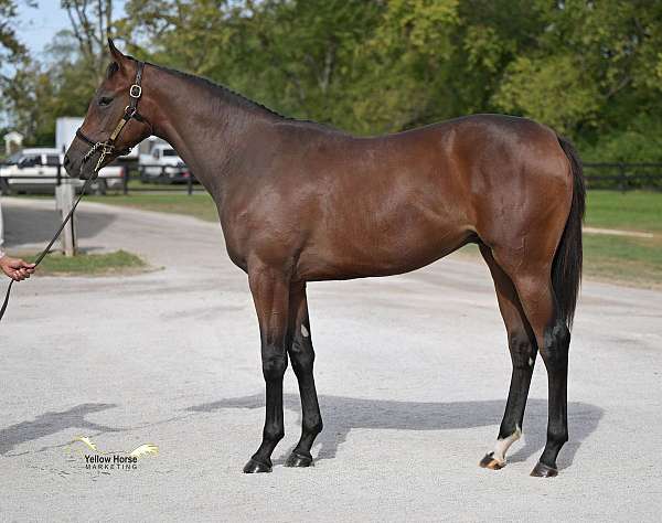 top-class-thoroughbred-horse