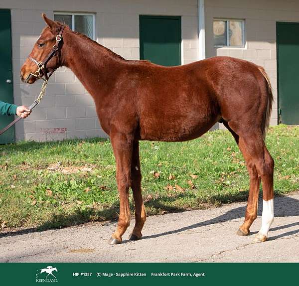 sapphire-thoroughbred-horse