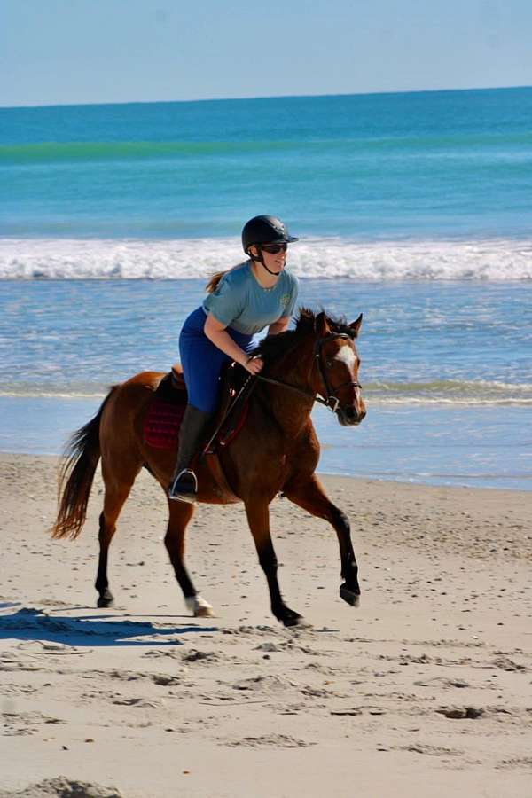double-registered-welsh-pony