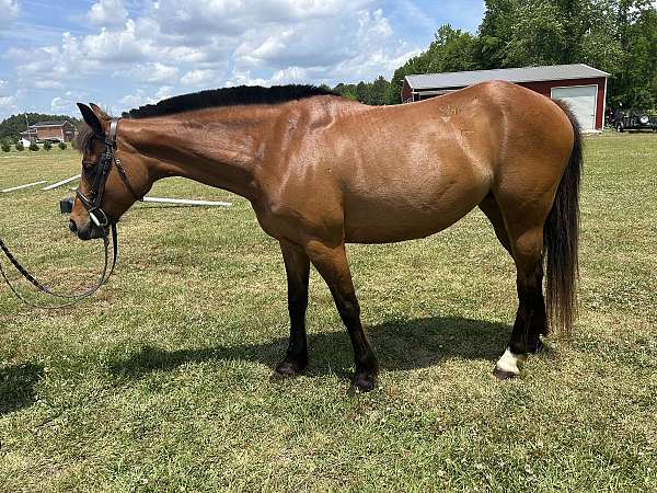 bay-blaze-horse