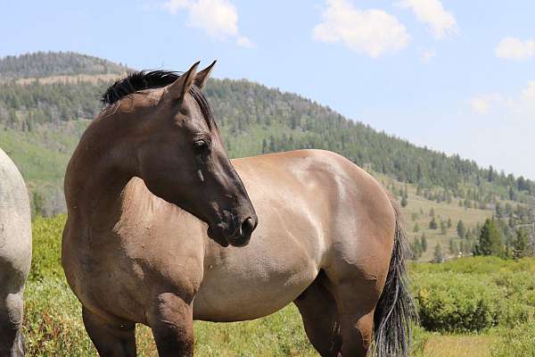 black-grulla-pack-horse