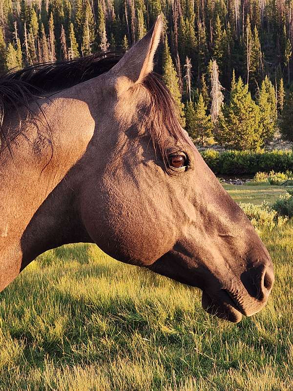quarter-horse-gelding