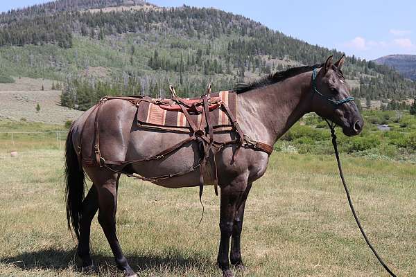quarter-horse-for-sale