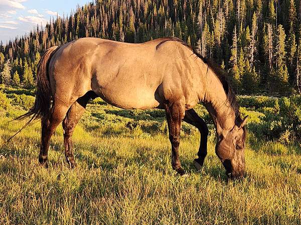quarter-horse