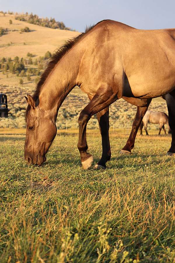 gelding