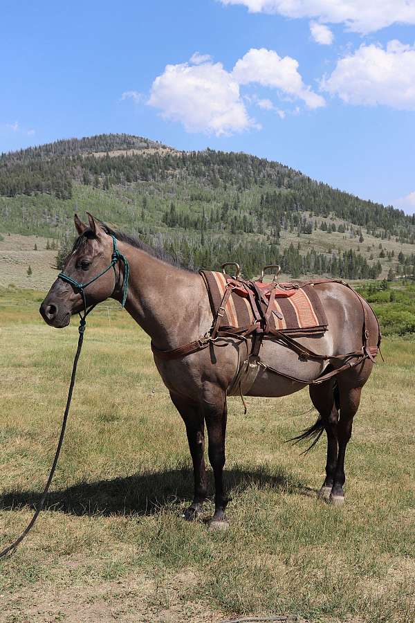pack-horse