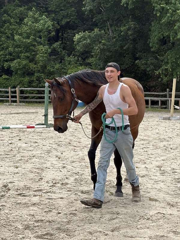 thoroughbred-gelding