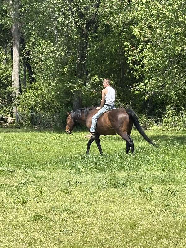 thoroughbred-horse