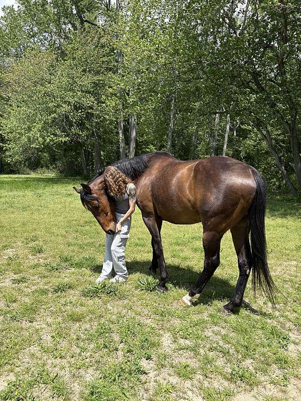 thoroughbred-horse-for-sale