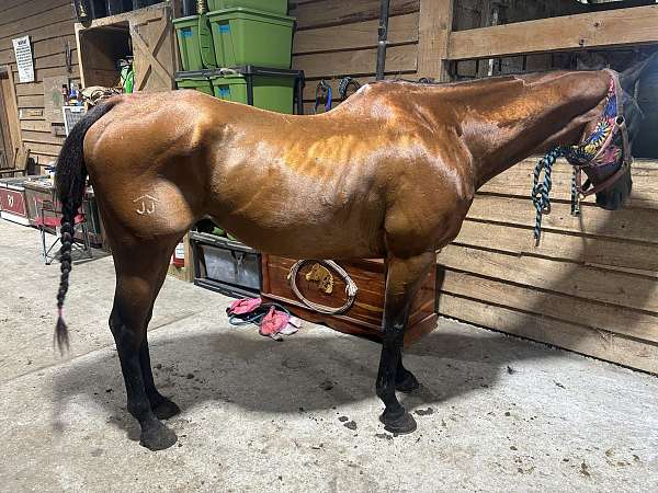 quarter-horse-gelding