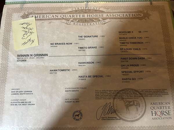 quarter-horse-for-sale