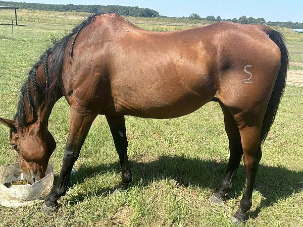 quarter-horse