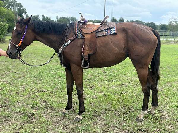 hunter-working-warmblood-horse
