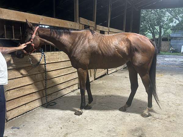 bay-hunter-working-horse