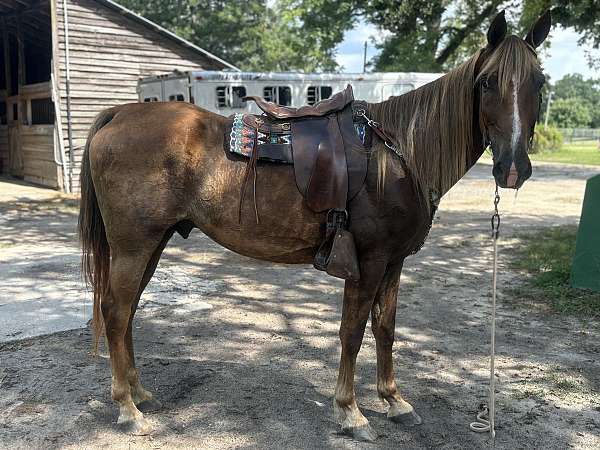tennessee-walking-gelding