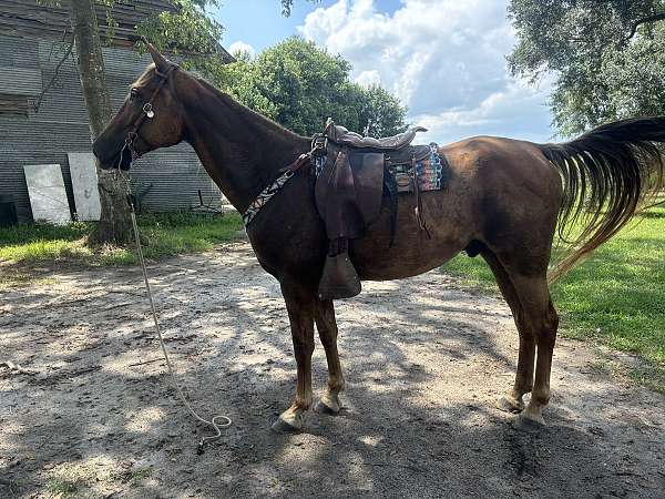 tennessee-walking-horse-for-sale