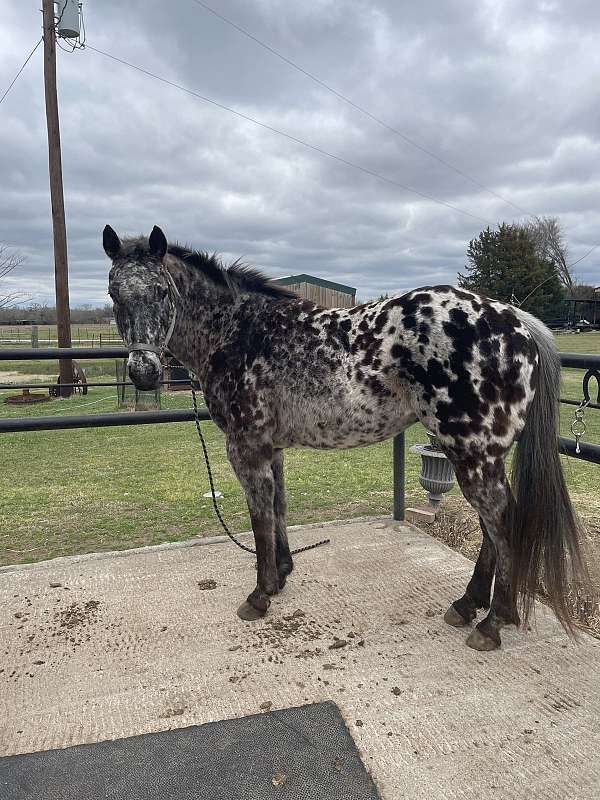 appaloosa-horse-for-sale