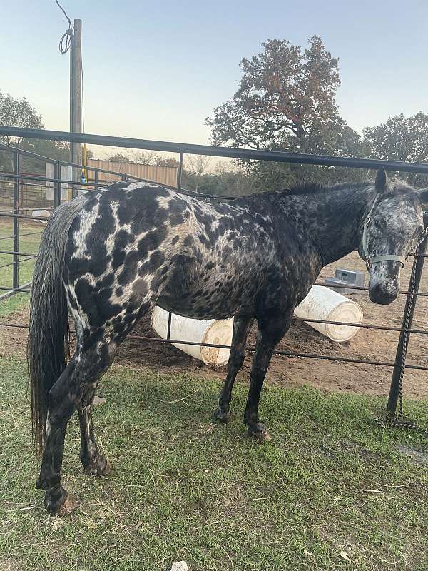 appaloosa-horse