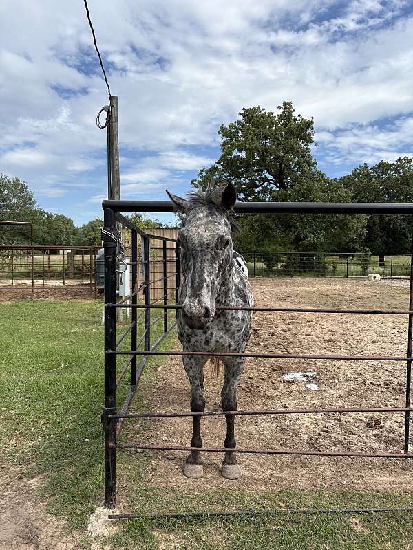 appaloosa-gelding