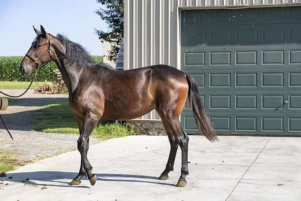 small-star-horse
