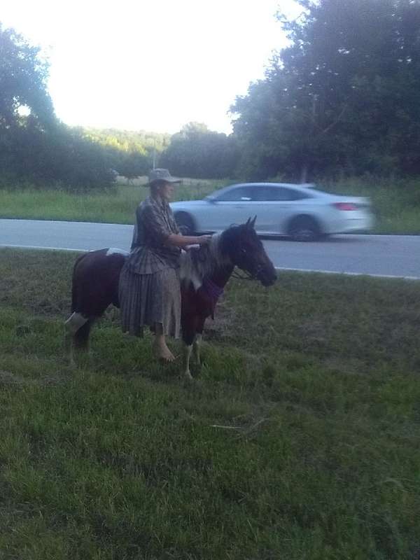 four-missouri-fox-trotter-horse
