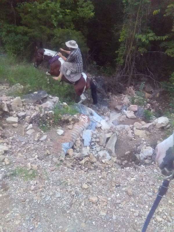 has-shoes-on-missouri-fox-trotter-horse