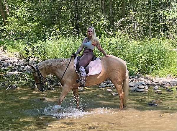tennessee-walking-horse